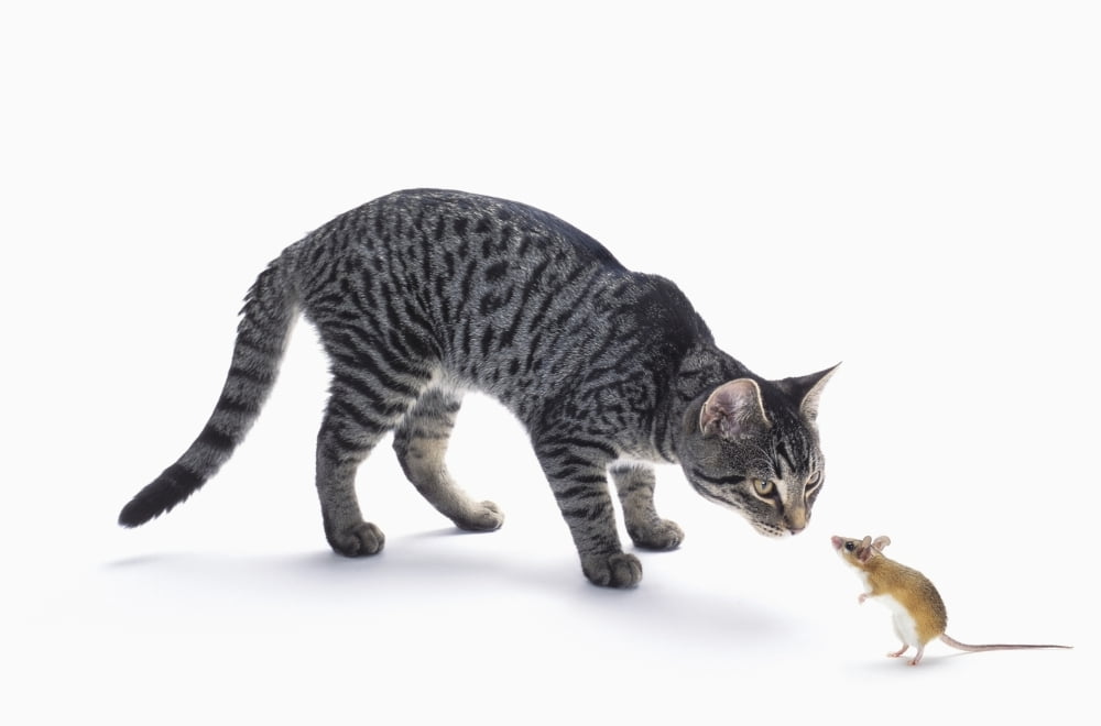 Grey tabby cat and mouse staring at each otherVancouver british columbia canada Canvas Art - Thomas Kitchin & Victoria Hurst Design Pics (19 x 12)
