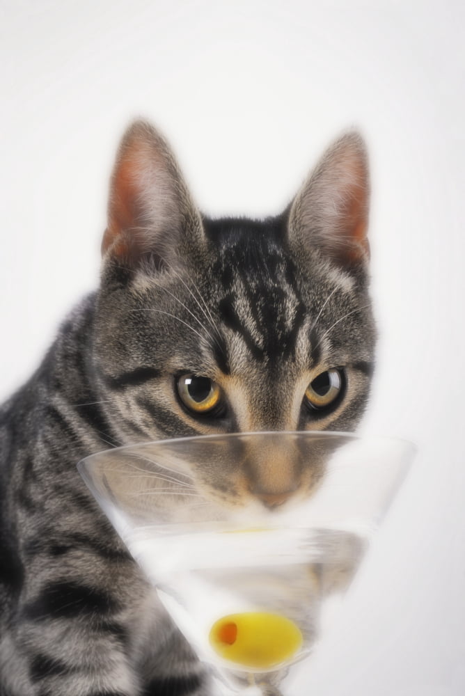 Grey tabby cat drinking martiniVancouver british columbia canada Canvas Art - Thomas Kitchin & Victoria Hurst Design Pics (24 x 38)