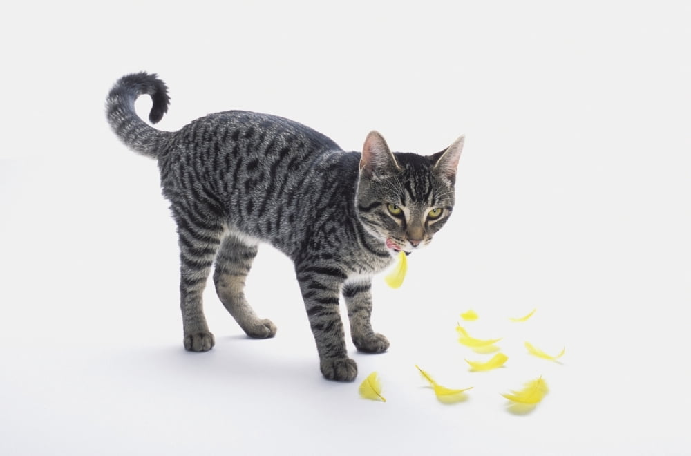 Grey tabby cat licking his lips as yellow bird feathers fall to his feetVancouver british columbia canada Canvas Art - Thomas Kitchin & Victoria Hurst Design Pics (19 x 12)