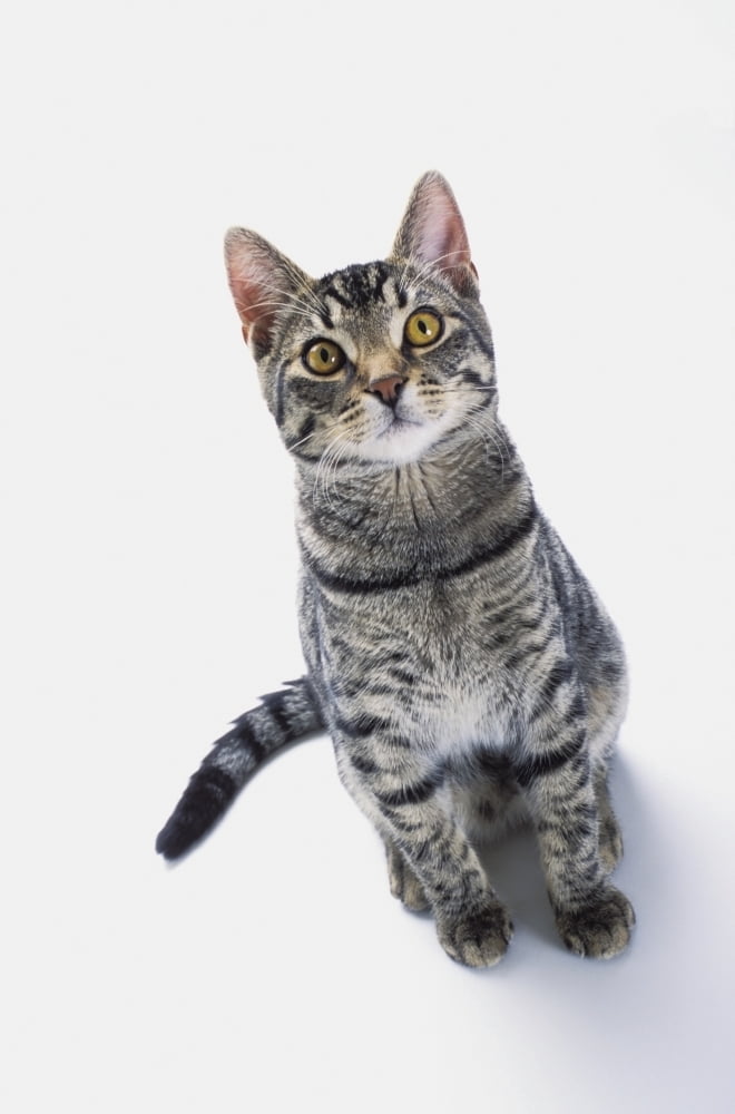 Grey tabby cat looking upwardVancouver british columbia canada Canvas Art - Thomas Kitchin & Victoria Hurst Design Pics (12 x 19)