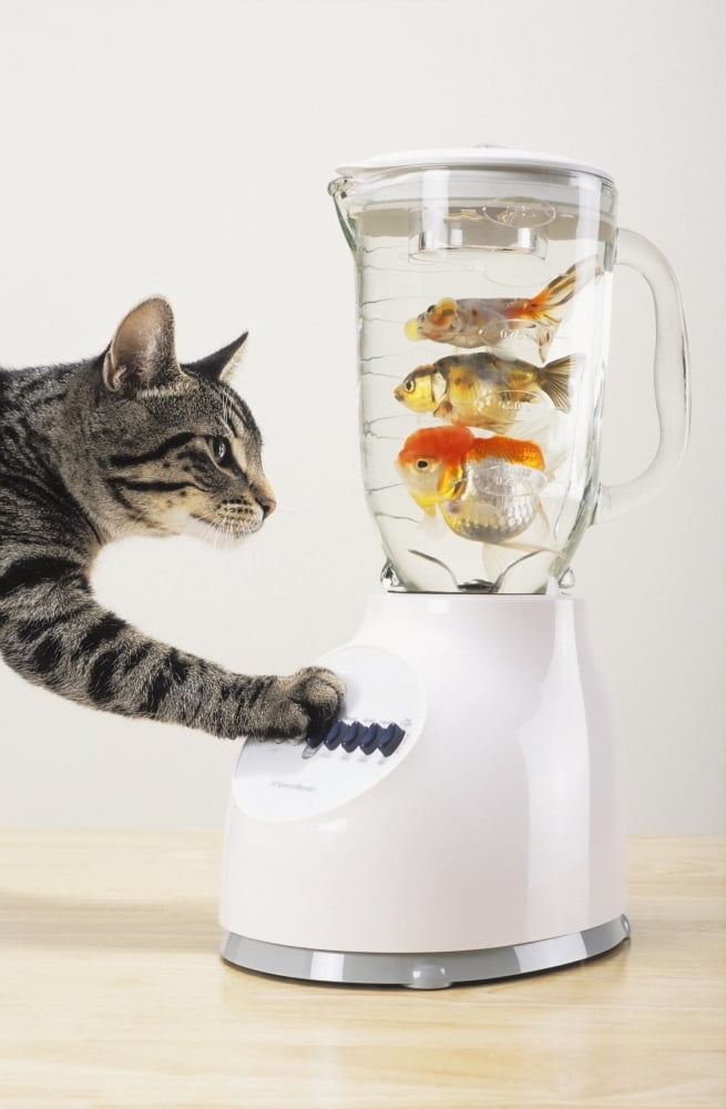 Grey tabby cat with paw on blender filled with goldfishVancouver british columbia canada Canvas Art - Thomas Kitchin & Victoria Hurst Design Pics (12 x 19)