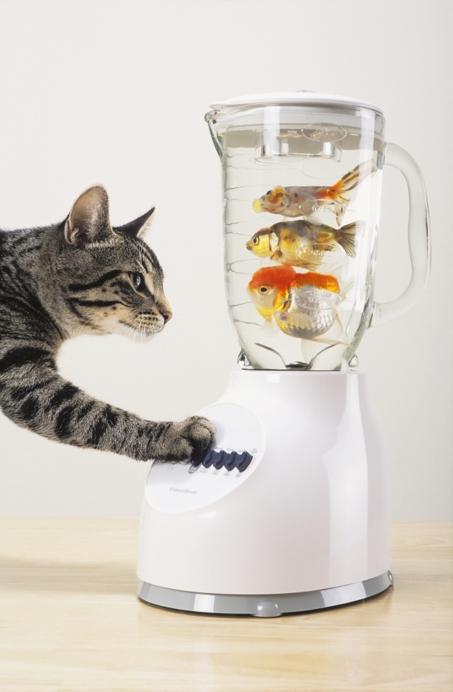 Grey tabby cat with paw on blender filled with goldfishVancouver british columbia canada Canvas Art - Thomas Kitchin & Victoria Hurst Design Pics (24 x 38)