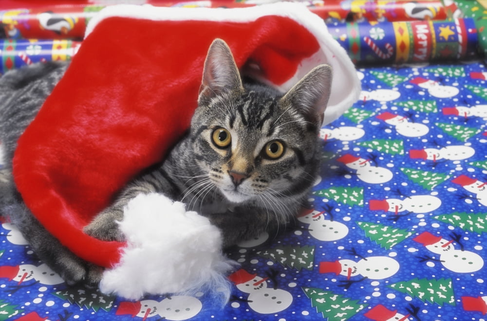 Grey tabby cat with santa claus hat lying on christmas gift wrapVancouver british columbia canada Canvas Art - Thomas Kitchin & Victoria Hurst Design Pics (19 x 12)