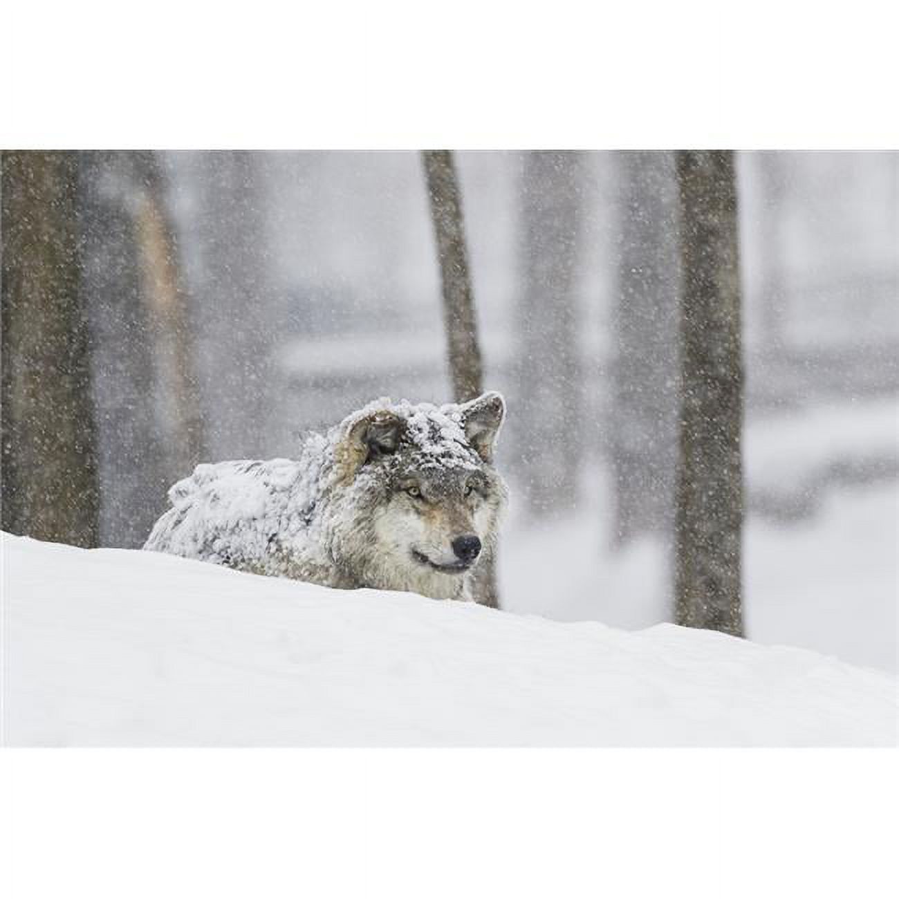 Grey wolf (Canis lupus) during a snow storm; Montebello, Quebec, Canada