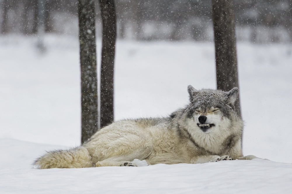 Grey wolf (Canis lupus) showing submission behaviour Montebello Quebec Canada Canvas Art - Dominic Marcoux Design Pics (19 x 12)