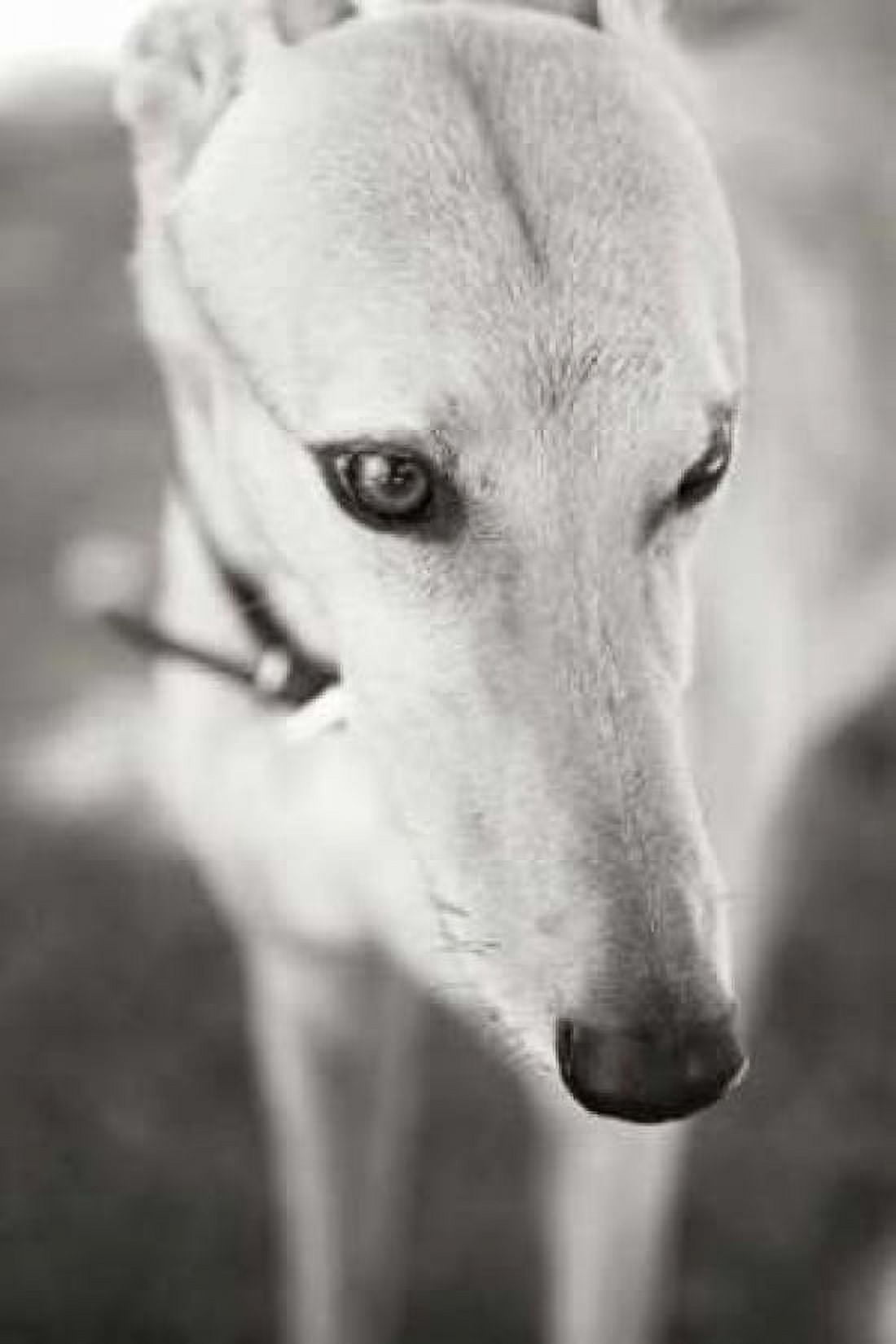 Greyhound Canvas Art - Karyn Millet (24 x 36)