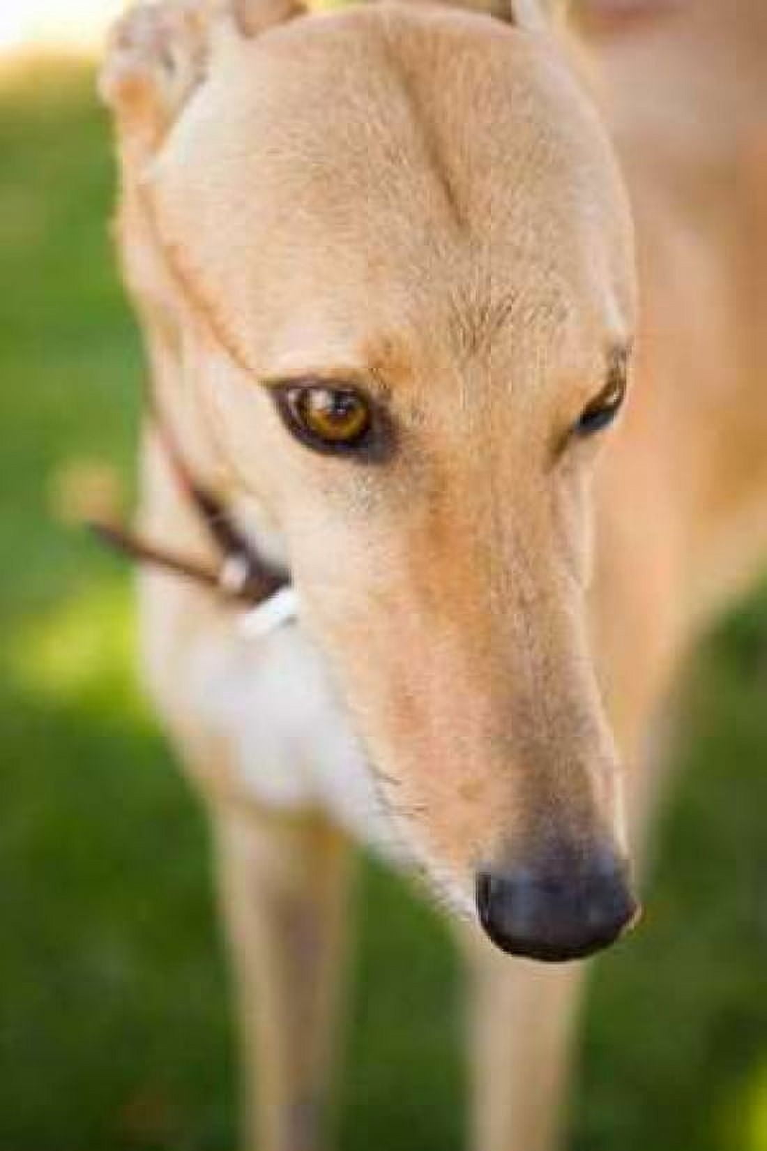 Greyhound Canvas Art - Karyn Millet (24 x 36)