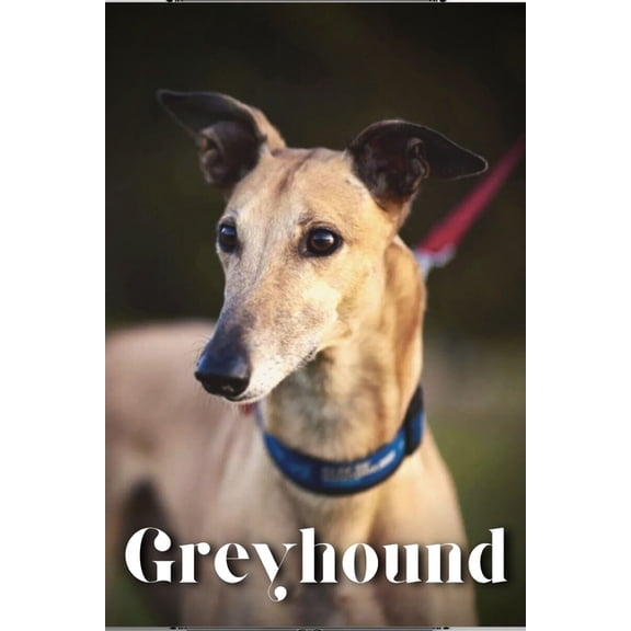 Greyhound : Dog breed overview and guide (Paperback)