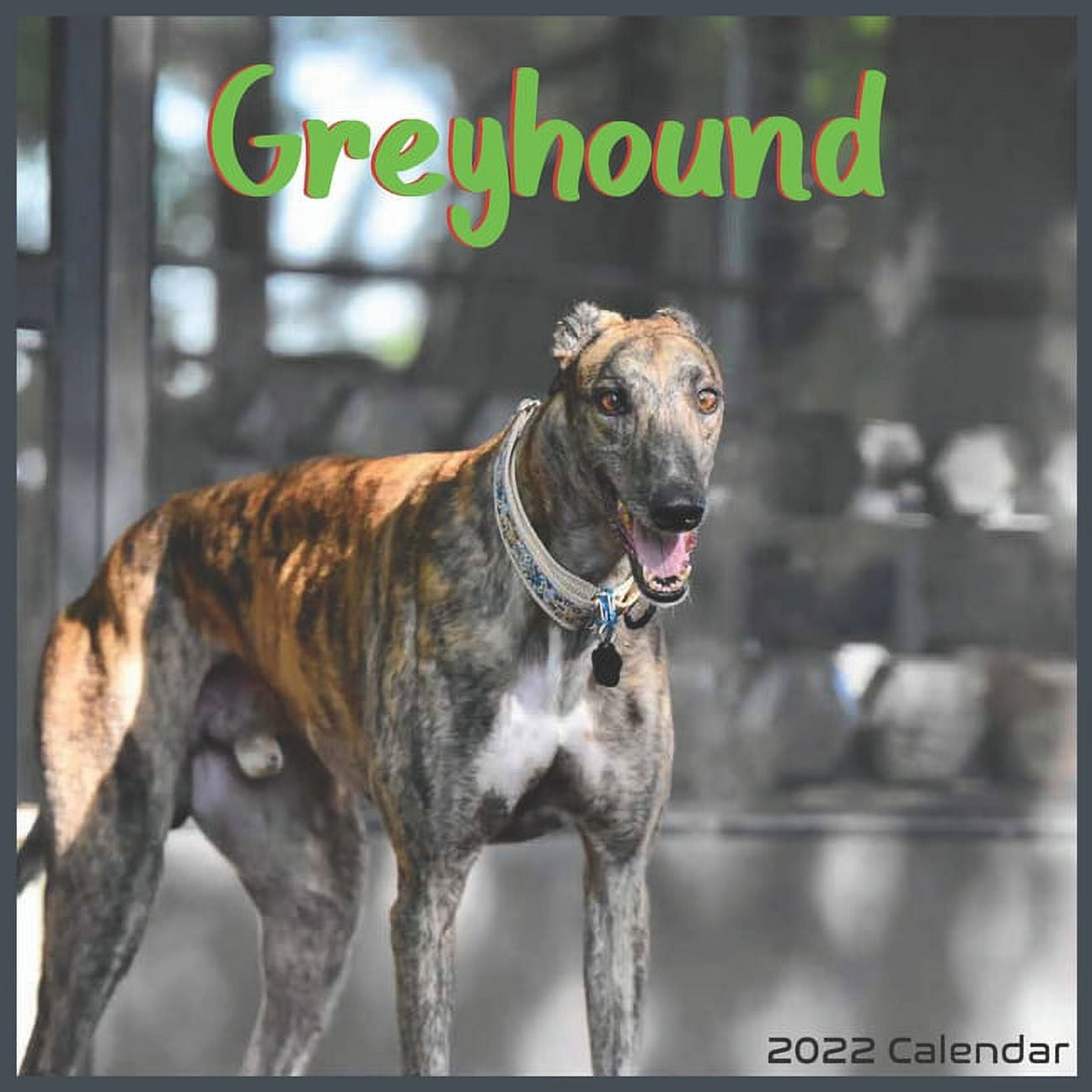 Greyhound calendar 2022 Official Greyhound Dog breed calendar 2022 16