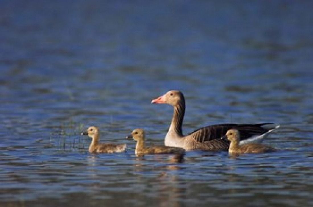 Greylag Goose Canvas Art - Rolf Nussbaumer DanitaDelimont (26 x 18)