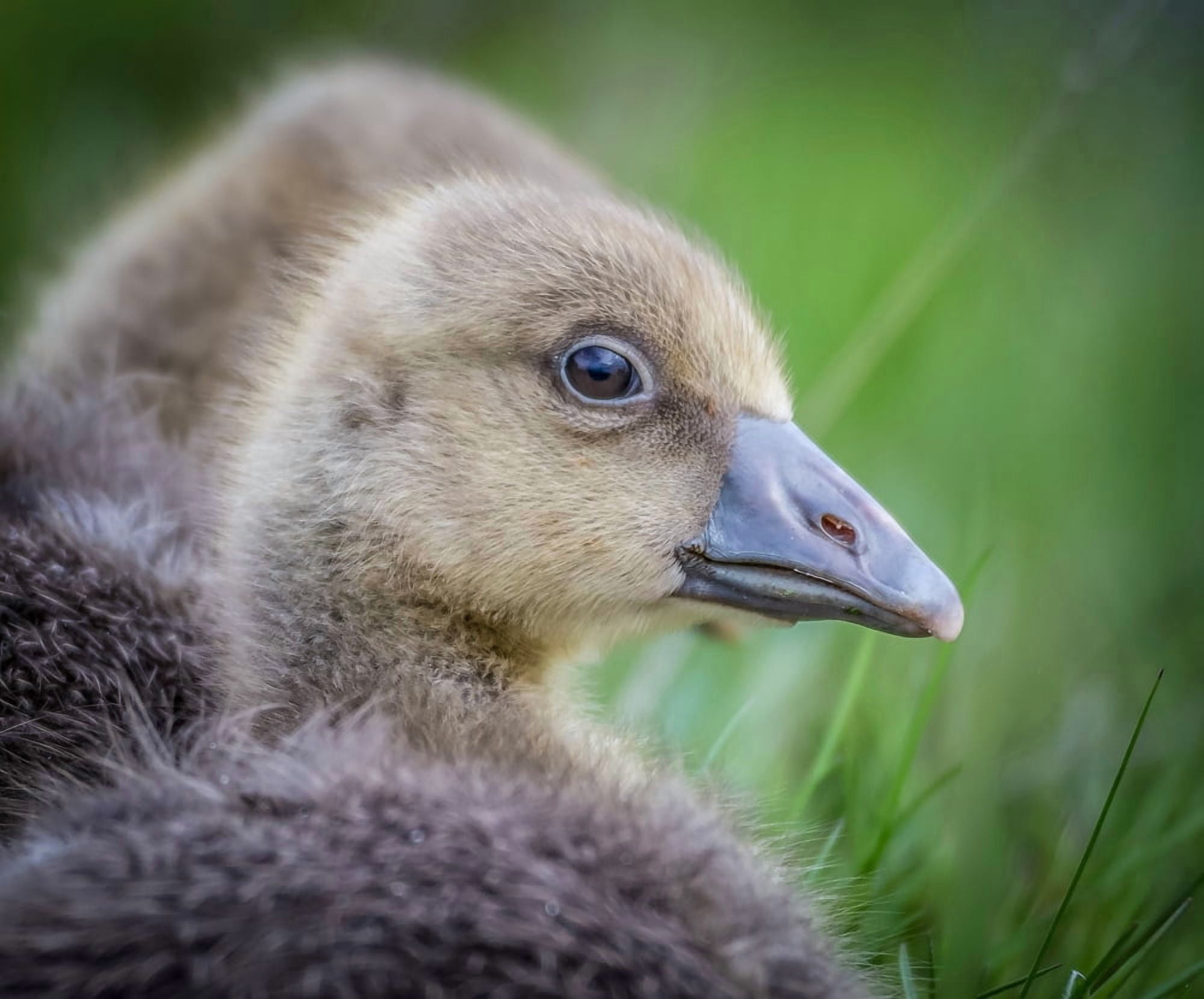 Greylag Goslings Iceland Canvas Art - Panoramic Images (27 x 9)