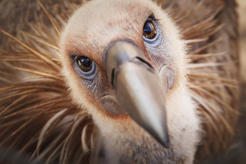 Griffon vulture (gyps fulvus)Israel Canvas Art - Reynold Mainse Design Pics (38 x 24)
