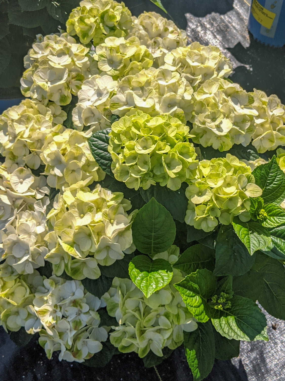 Grin and Tonic Reblooming Hydrangea Dormant Bare Root Flowering Starter