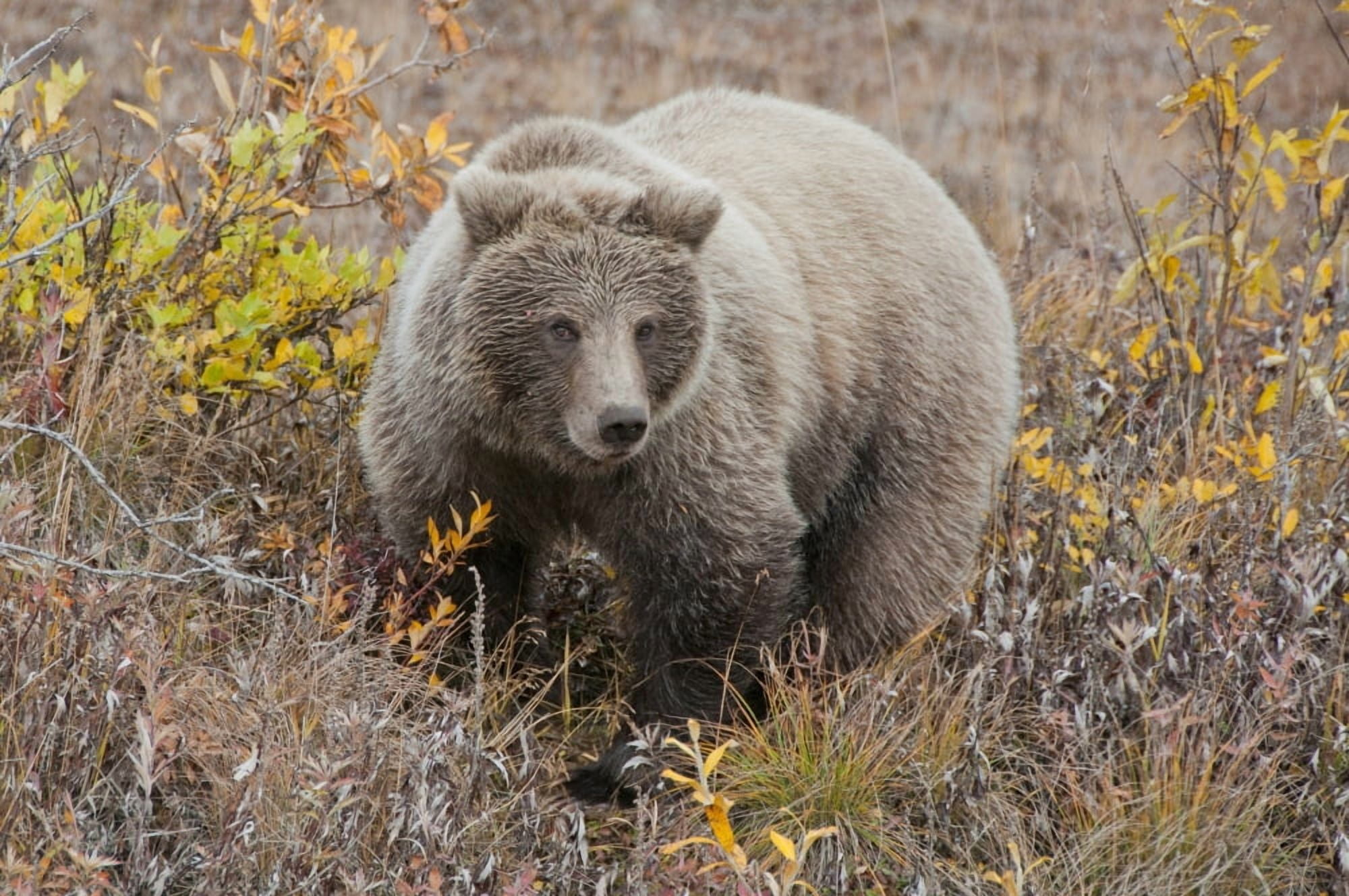 Grizzly Amongst Fall Foliage In Denali National Park & Preserve Interior Alaska Canvas Art - Cathy Hart Design Pics (17 x 11)