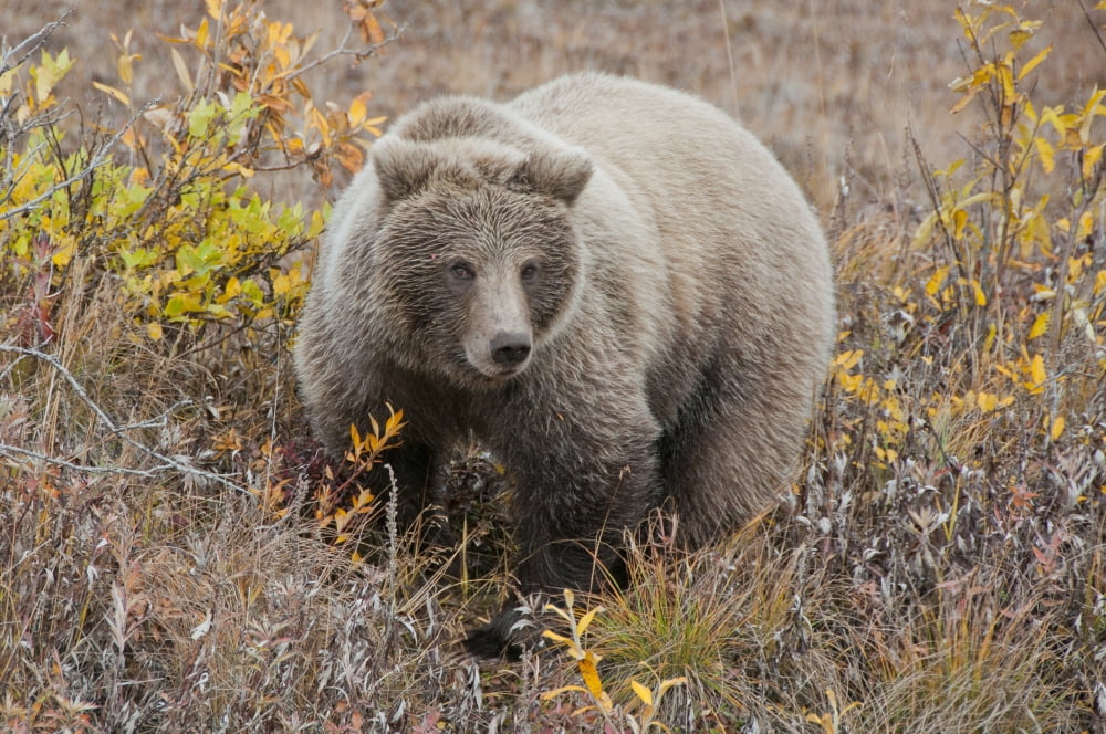 Grizzly Amongst Fall Foliage In Denali National Park & Preserve Interior Alaska Canvas Art - Cathy Hart Design Pics (34 x 22)