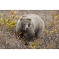 thumbnail image 1 of Grizzly Amongst Fall Foliage In Denali National Park & Preserve Interior Alaska Poster Print, 1 of 3