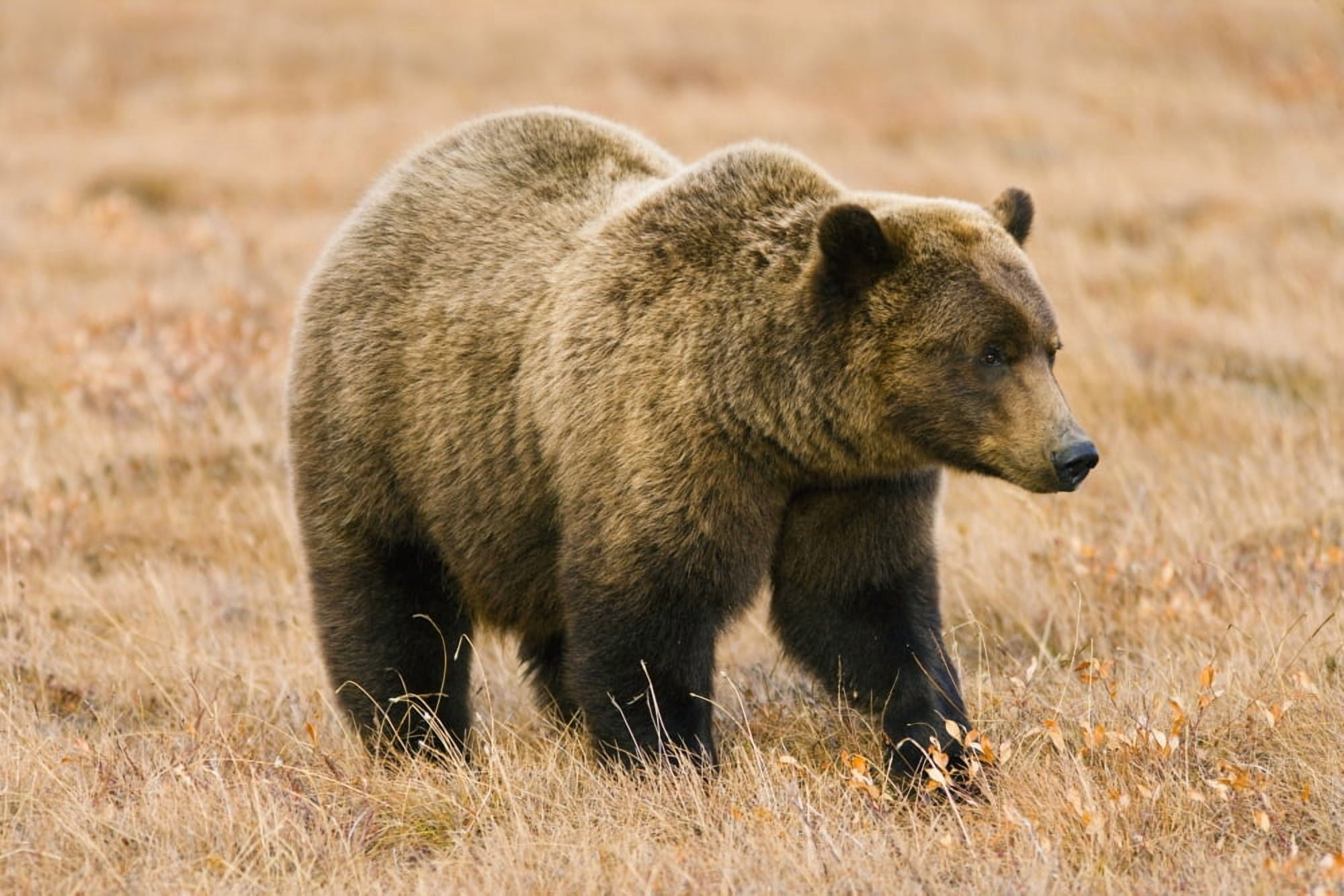 Grizzly Bear Along Dempster Highway Yukon Canvas Art - Yves Marcoux Design Pics (34 x 22)