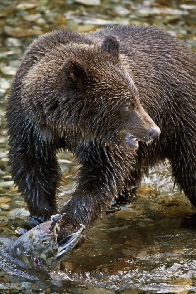 Grizzly Bear Biting Salmon Hyder Alaska Usa Canvas Art - Richard Wear Design Pics (13 x 20)