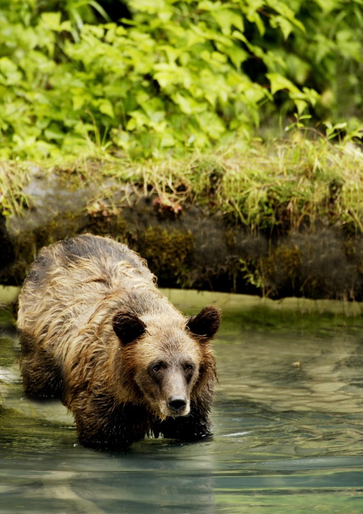 Grizzly Bear Canvas Art - Richard Wear Design Pics (11 x 16)