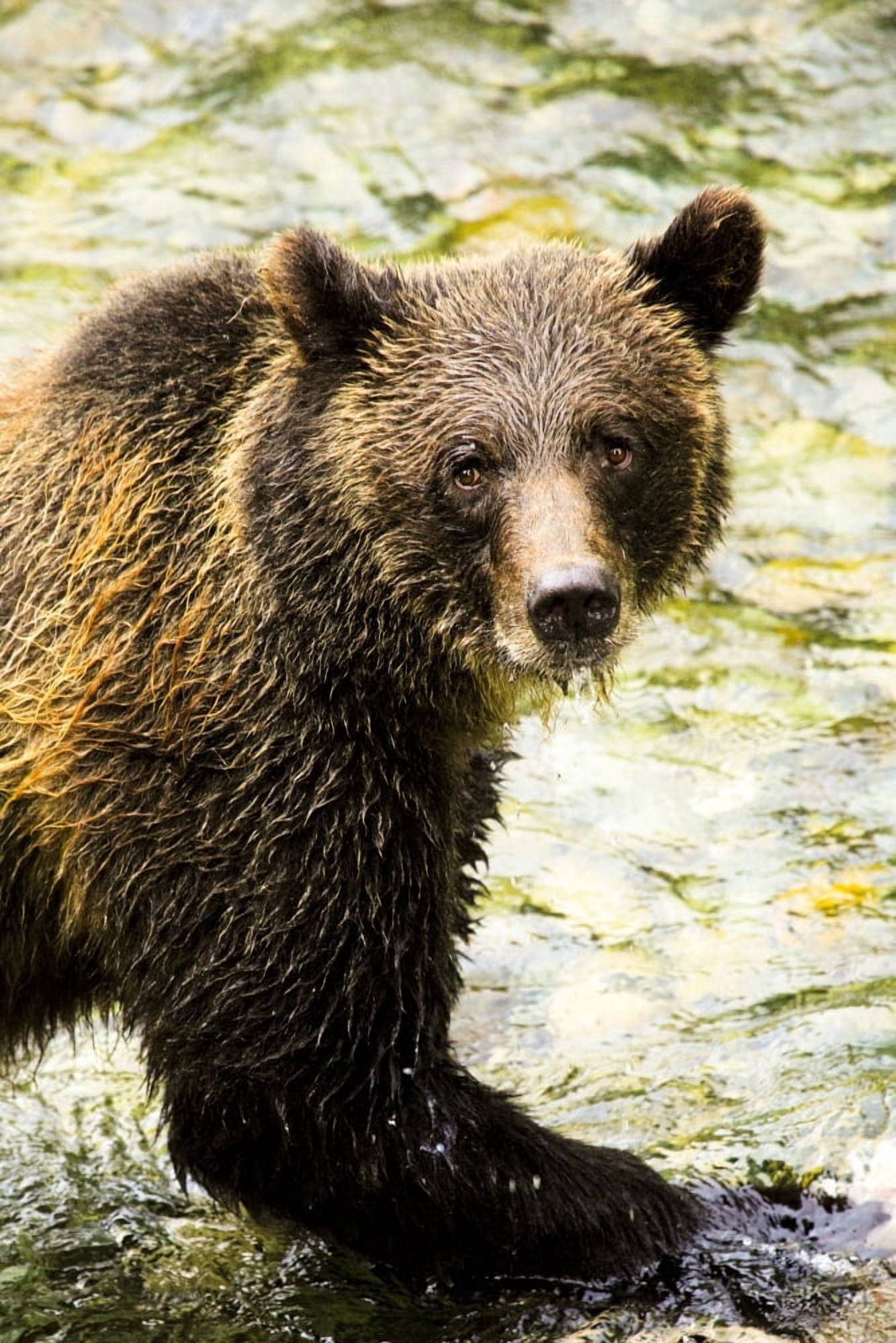 Grizzly Bear Canvas Art - Richard Wear Design Pics (22 x 34)