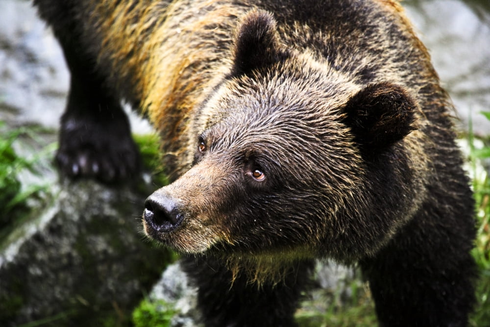 Grizzly Bear Canvas Art - Richard Wear Design Pics (34 x 22)