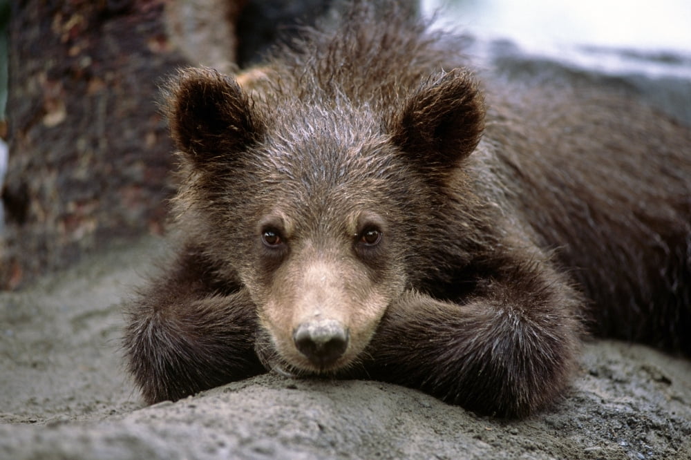Grizzly Bear Cub Laying On Ground Alaska Wildlife Conservation Center Sc Alaska Summer Captive Canvas Art - Doug Lindstrand Design Pics (34 x 22)