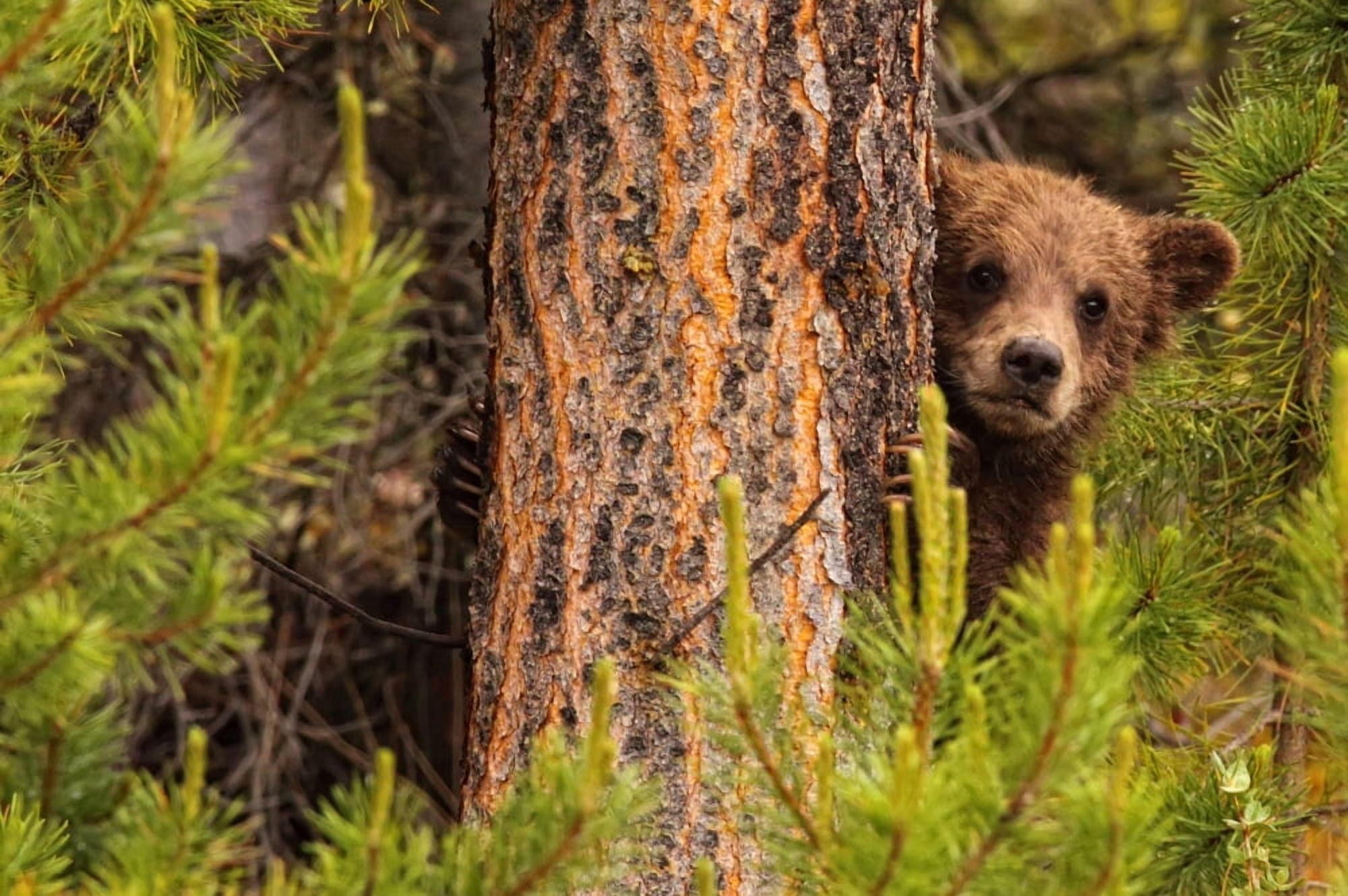Grizzly Bear Cub Up A Tree Yukon Canvas Art - Robert Postma Design Pics (17 x 11)