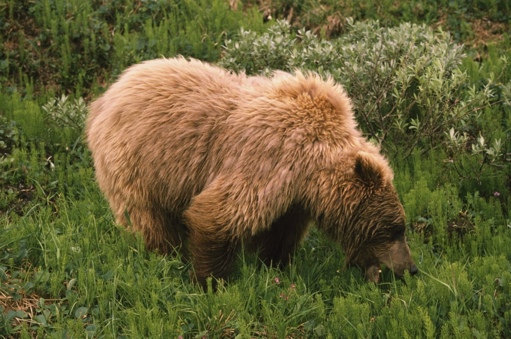 Grizzly Bear Eating Bear Grass Denali National Park Alaska Usa Canvas Art - David Ponton Design Pics (19 x 12)