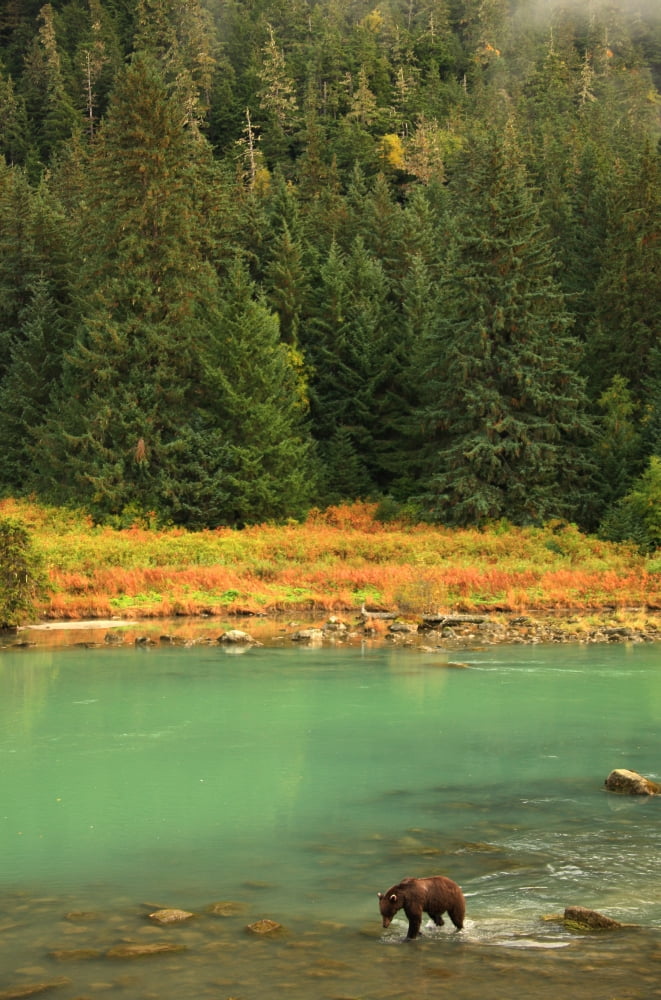 Grizzly Bear Fishing In Chilkoot River Haines Alaska Canvas Art - Robert Postma Design Pics (11 x 17)