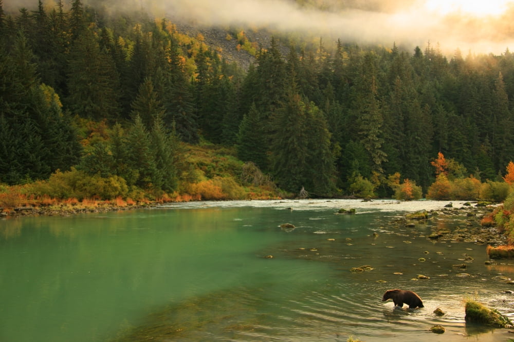 Grizzly Bear Fishing In Chilkoot River Haines Alaska Canvas Art - Robert Postma Design Pics (34 x 22)