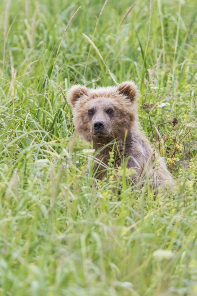 Grizzly Bear In Sedge Grass Near Chinitna Bay In Lake Clark National Park Southcentral Alaska Summer Canvas Art - Lynn Wegener Design Pics (24 x 38)