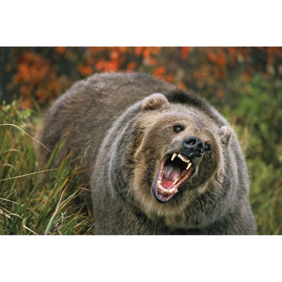 Grizzly Bear In Threat Posture Rocky Mountains Poster Print