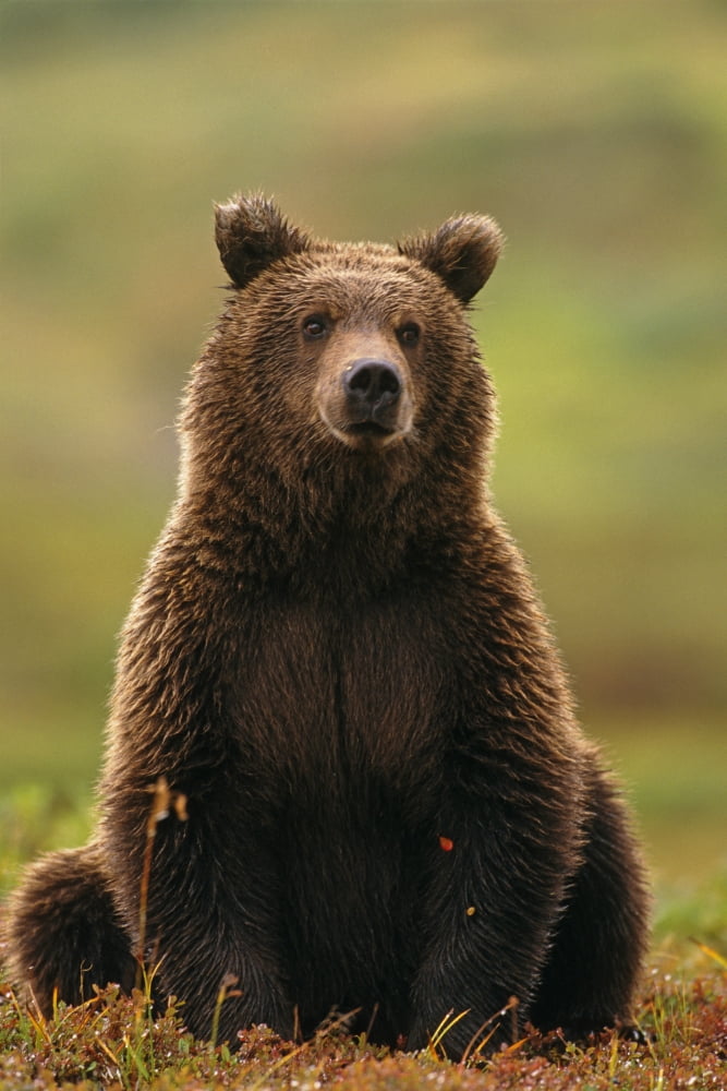 Grizzly Bear Near Hwy Pass Denali Natl Park Interior Ak Summer Portrait Canvas Art - Harry M Walker Design Pics (11 x 17)