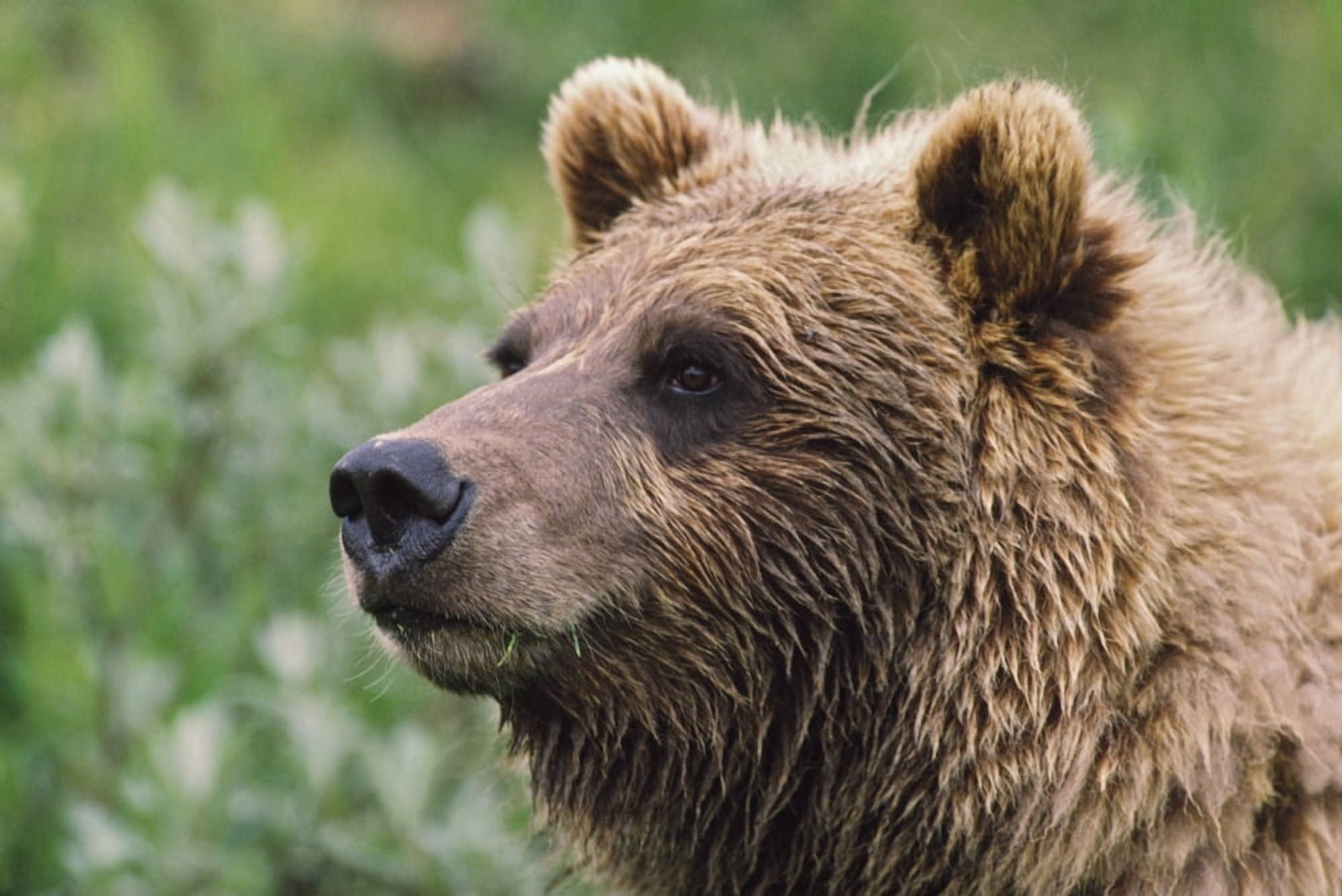 Grizzly Bear Portrait Denali National Park And Preserve Alaska Usa Canvas Art - David Ponton Design Pics (38 x 24)