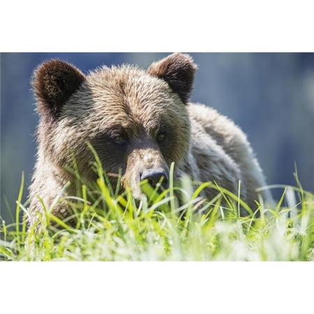 Grizzly Bear Poster Print - 38 x 24 in. - Large