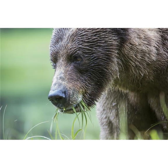 Grizzly Bear Poster Print - 38 x 24 in. - Large