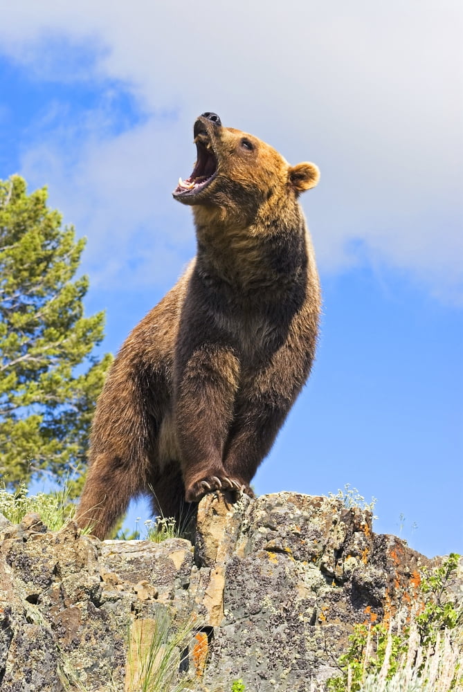 Grizzly Bear Roaring Canvas Art - John Pitcher Design Pics (11 x 17)