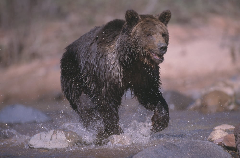 Grizzly Bear Running Through Stream Canvas Art - Natural Selection David Ponton Design Pics (17 x 11)