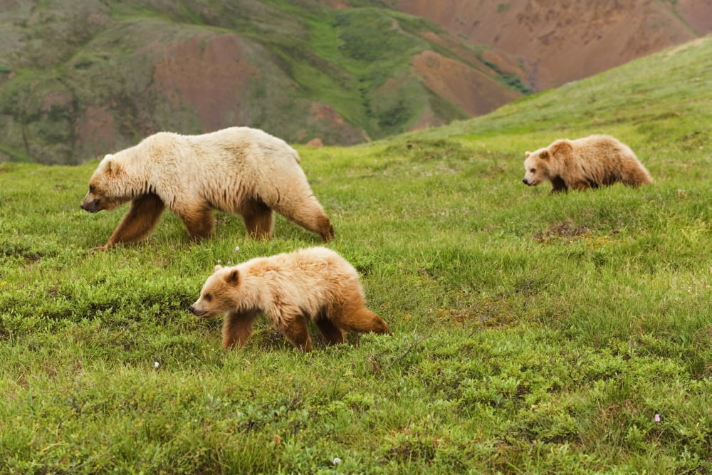 Grizzly Bear Sow And Two Cubs On Tundra In The Stony Hill Area Denali National Park Interior Summer Canvas Art - Michael DeYoung Design Pics (38 x 24)