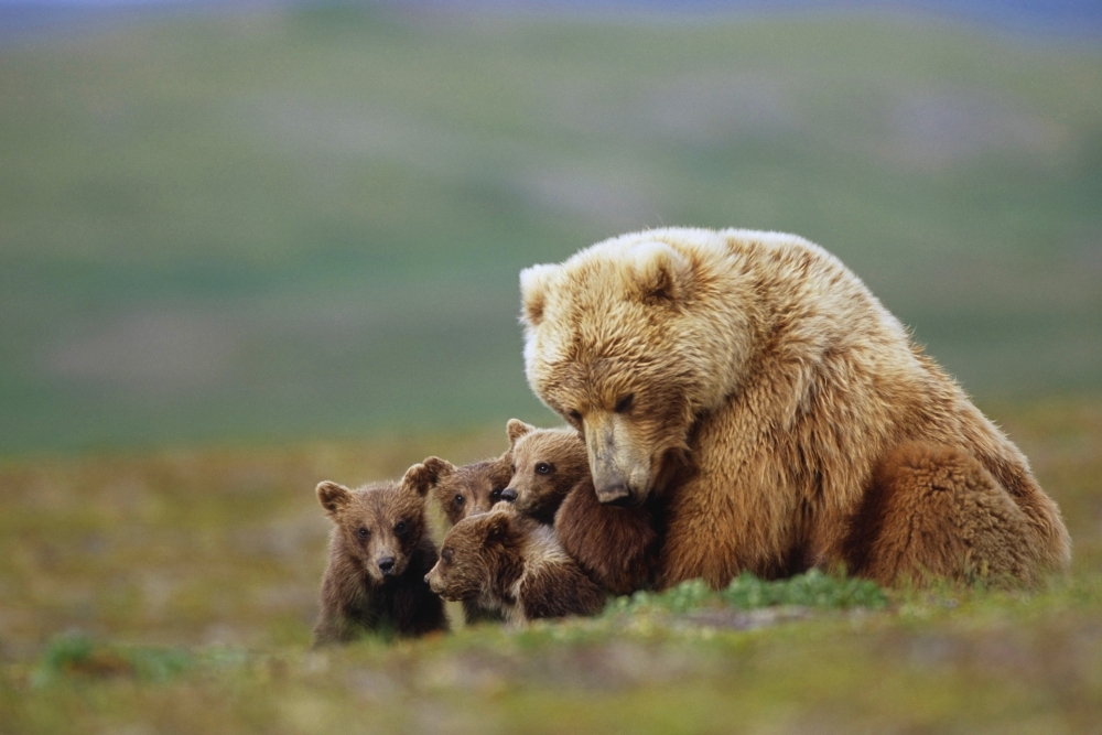 Grizzly Bear Sow W4 Young Cubs Near Moraine Creek Katmai National Park Southwest Alaska Summer Canvas Art - Eberhard Brunner Design Pics (17 x 11)