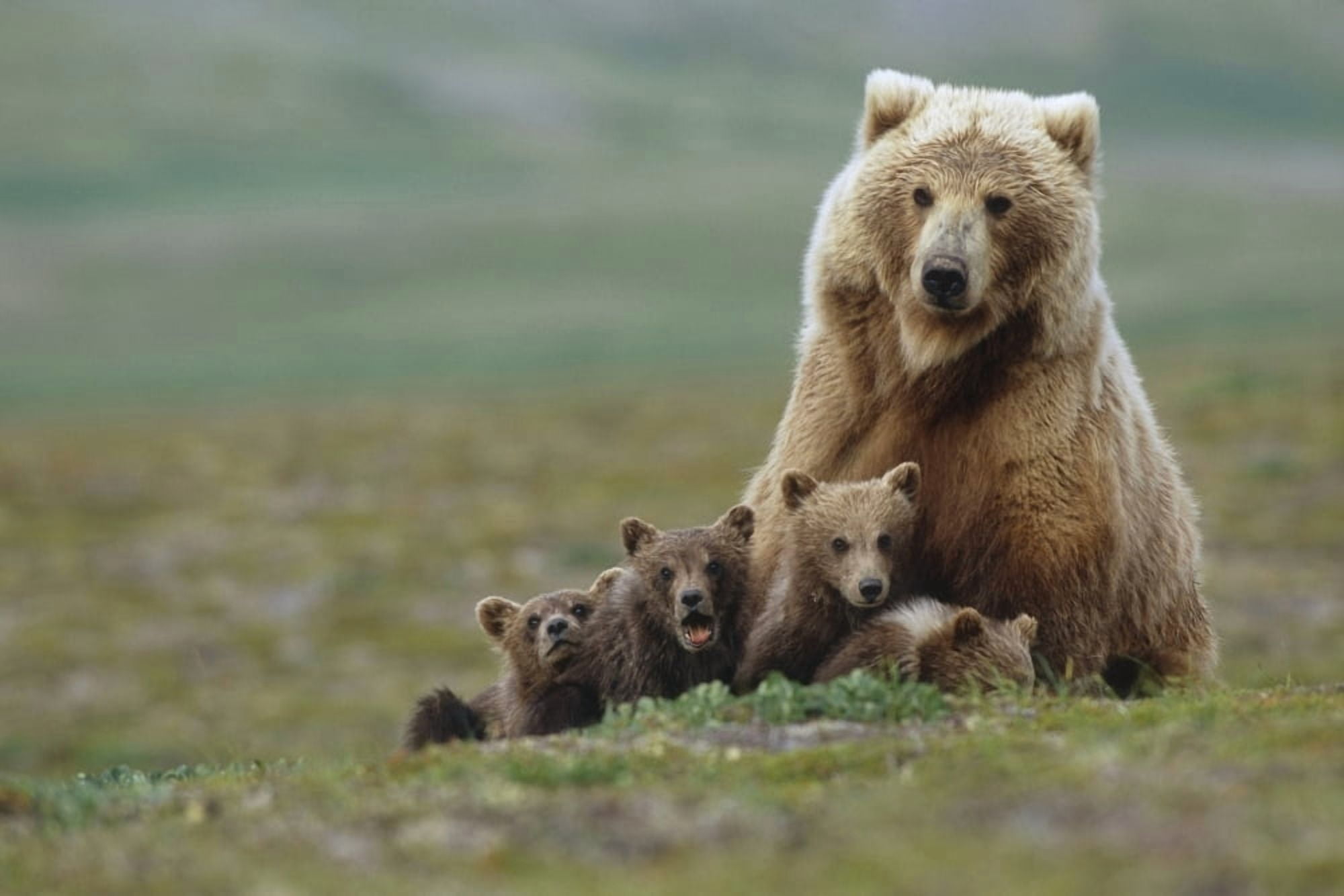 Grizzly Bear Sow W4 Young Cubs Near Moraine Creek Katmai National Park Southwest Alaska Summer Canvas Art - Eberhard Brunner Design Pics (34 x 22)