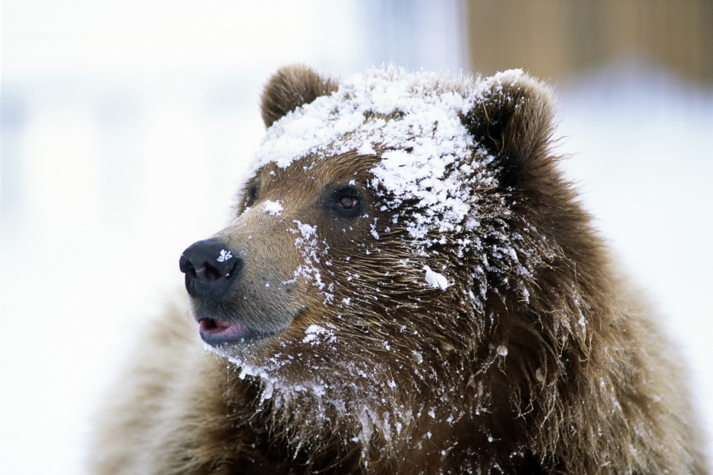 Grizzly Bear Standing With Face Covered In Snow At The Alaska Wildlife Conservation Center In Alaska During Spring Canvas Art - Doug Lindstrand Design Pics (17 x 11)