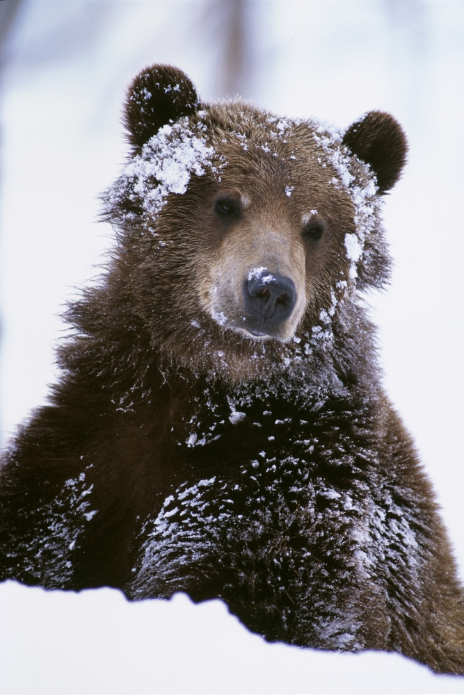 Grizzly Bear Standing With Face Covered In Snow At The Alaska Wildlife Conservation Center In Alaska During Spring Canvas Art - Doug Lindstrand Design Pics (22 x 34)