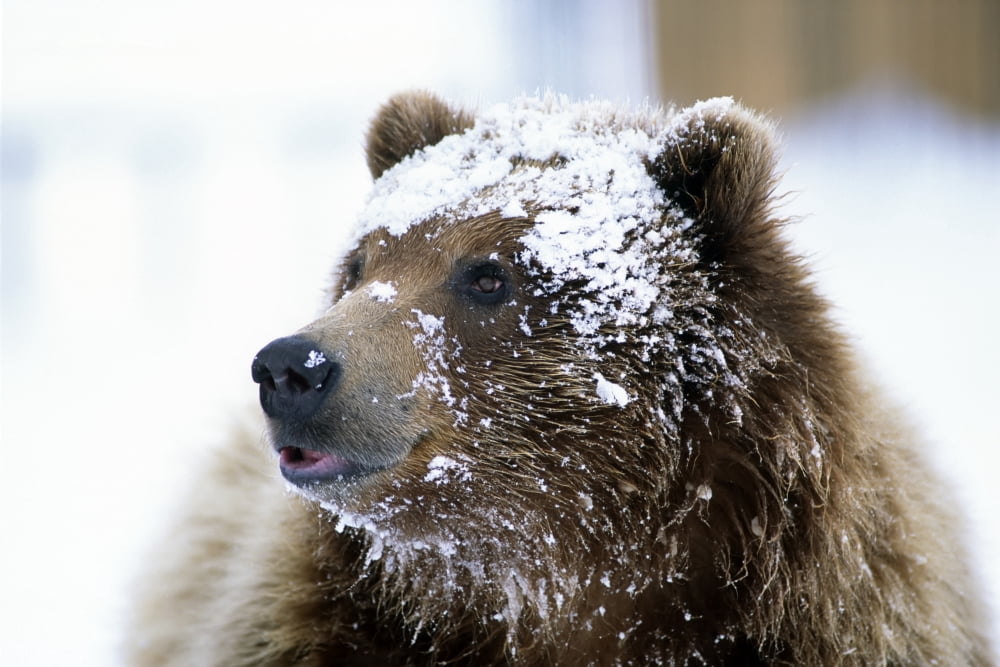 Grizzly Bear Standing With Face Covered In Snow At The Alaska Wildlife Conservation Center In Alaska During Spring Canvas Art - Doug Lindstrand Design Pics (34 x 22)