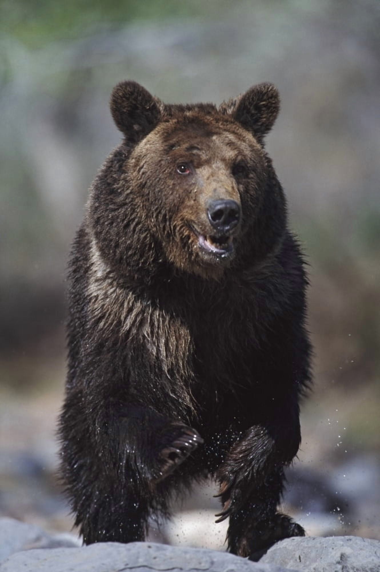 Grizzly Bear (Ursus Arctos) Alaska Usa Canvas Art - David Ponton Design Pics (12 x 19)