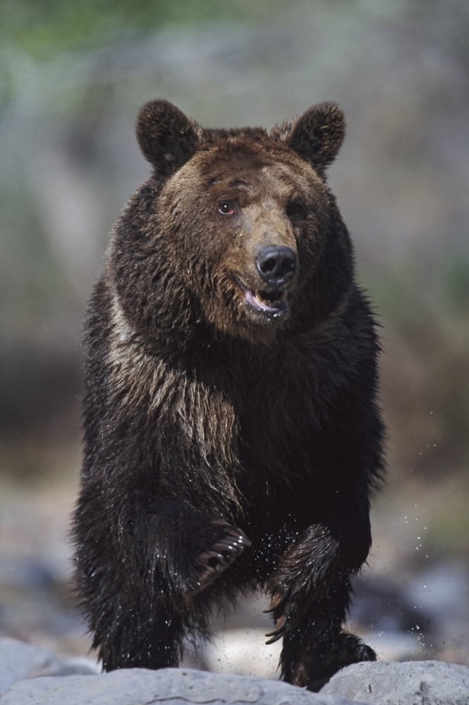 Grizzly Bear (Ursus Arctos) Alaska Usa Canvas Art - David Ponton Design Pics (24 x 38)