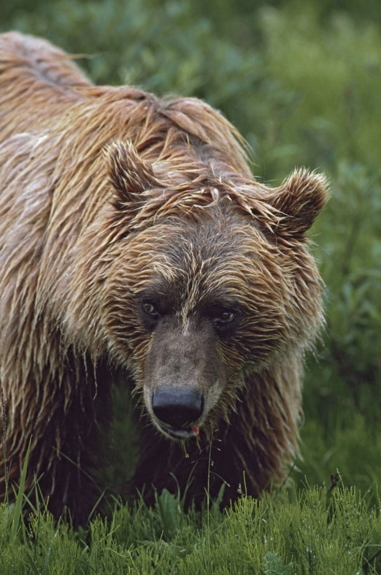 Grizzly Bear (Ursus Arctos) Denali National Park Alaska Canvas Art - David Ponton Design Pics (12 x 19)