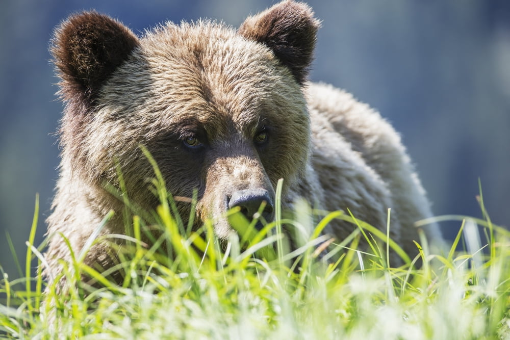 Grizzly Bear (Ursus Arctos Horribilis) Khutzymateen Sanctuary near Prince Rupert British Columbia Canada Canvas Art - Robert Postma Design Pics (19 x 12)