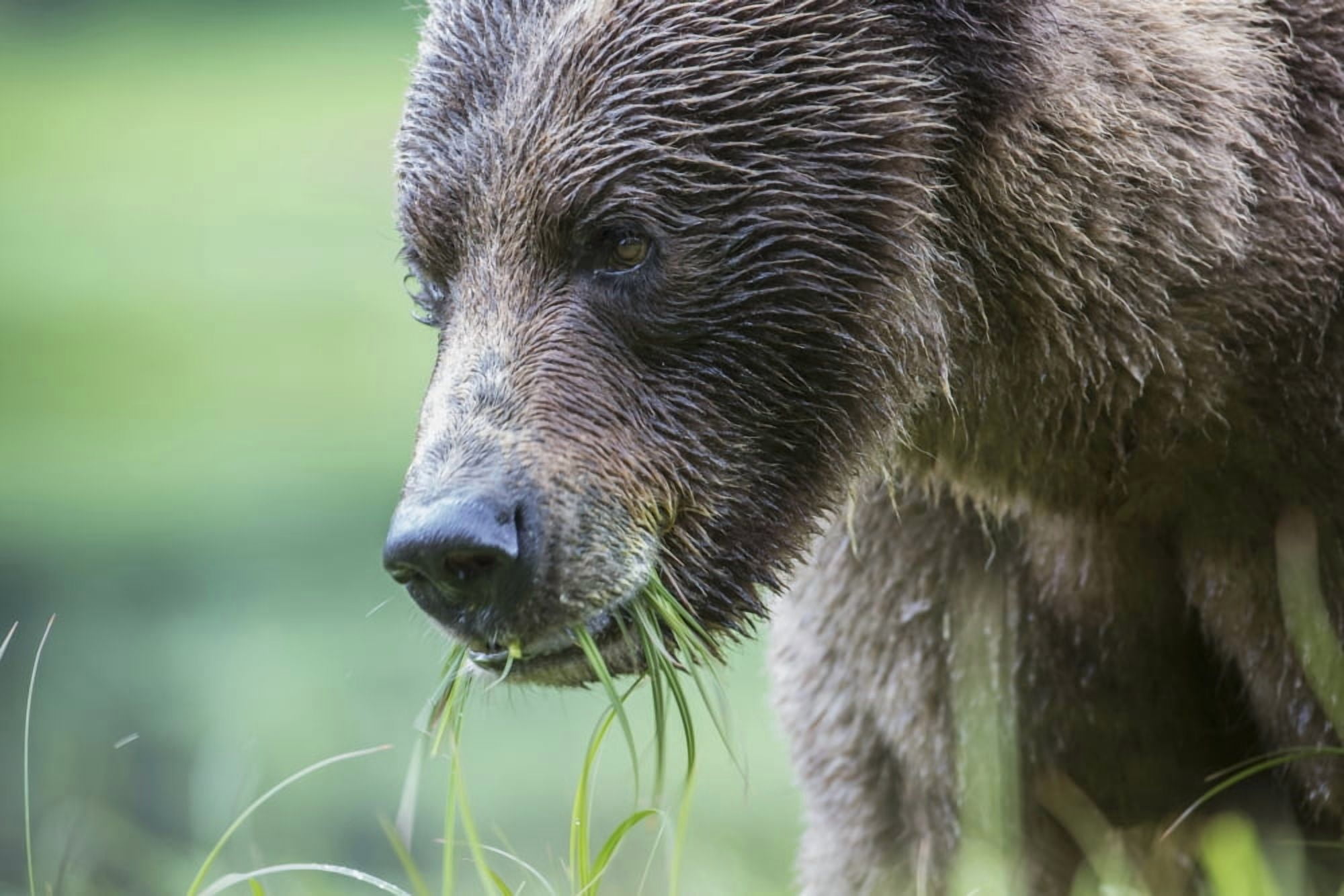 Grizzly Bear (Ursus Arctos Horribilis) Khutzymateen Sanctuary near Prince Rupert British Columbia Canada Canvas Art - Robert Postma Design Pics (19 x 12)