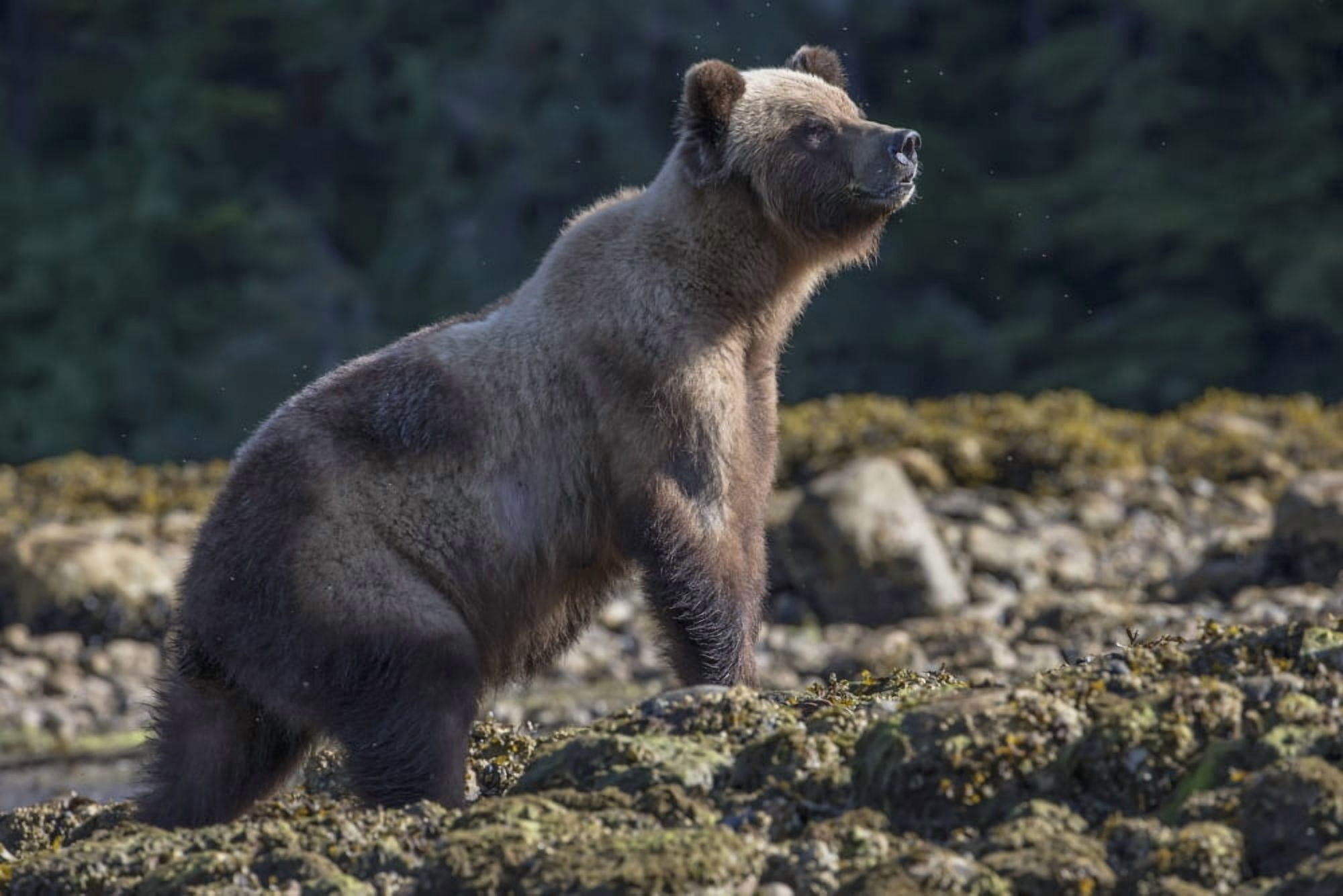 Grizzly Bear (Ursus Arctos Horribilis) Khutzymateen Sanctuary near Prince Rupert British Columbia Canada Canvas Art - Robert Postma Design Pics (19 x 12)